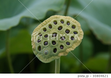 蓮の実 蓮の実 30804621