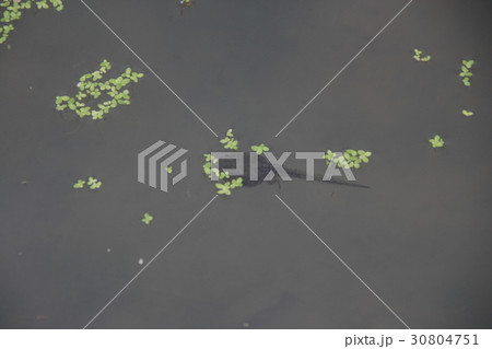 オタマジャクシ オタマジャクシ 30804751