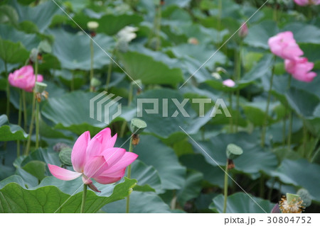 蓮の花 蓮の花 30804752