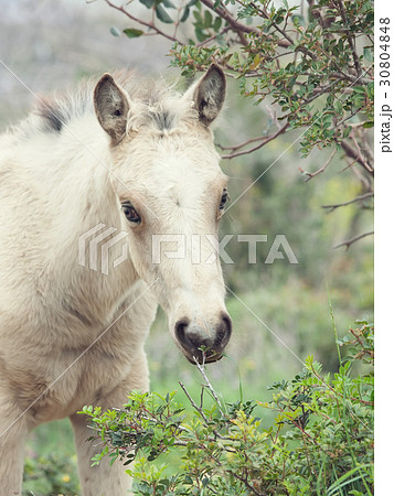 portrait of half-wild cream foal. liberty. Israel portrait of half-wild cream foal. liberty. Israel 30804848