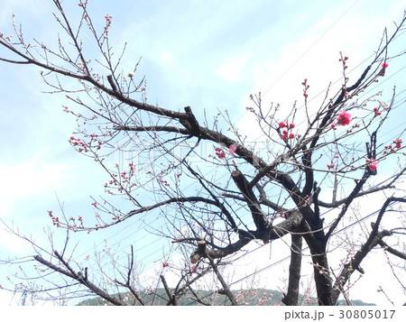 桜 桜 30805017