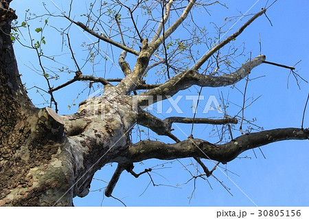 街路樹・スズカケノキを見上げて（春） 30805156