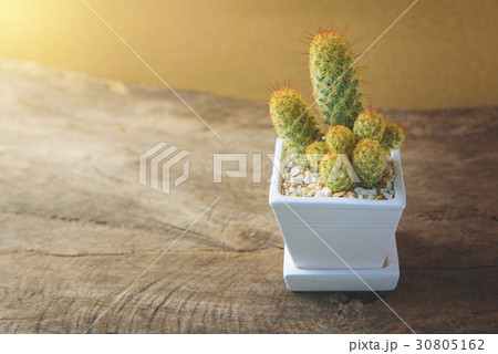 cactus in ceramic pot on wooden table with Vintage 30805162