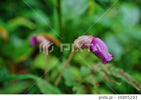 ナンバンギセルの花 ナンバンギセルの花 30805293