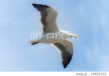 Seagull flyiing over the ocean 30805323