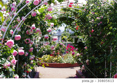 バラ園 30805613