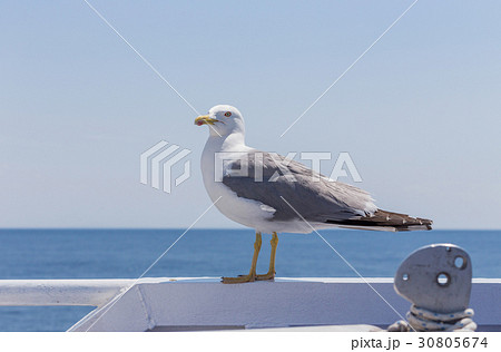 Seagull 30805674