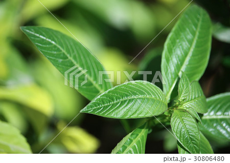 Green Leaf of Catharanthus roseus flower 30806480