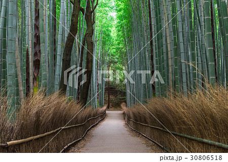 京都　嵯峨野　竹林の道 30806518