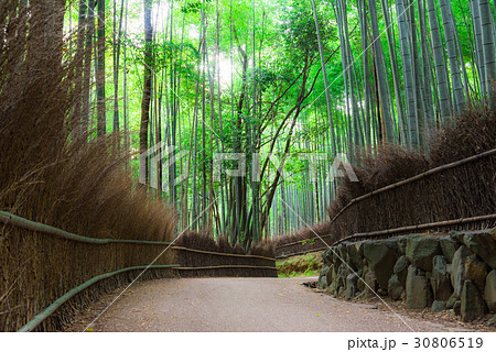 京都 嵯峨野 竹林の道 京都 嵯峨野 竹林の道 30806519