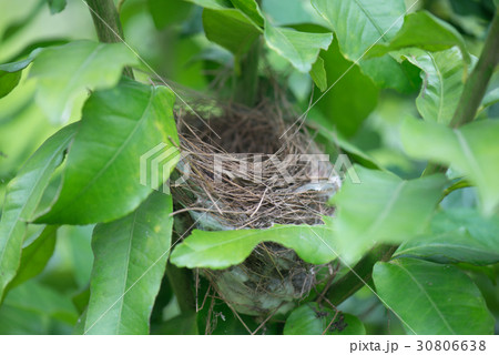 鳥の巣 小鳥の巣 オキナグサ 30806638