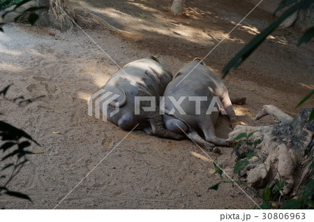 暑いよ。眠いよ。 30806963