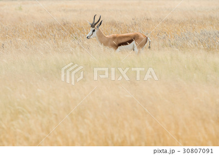 Springbok 30807091