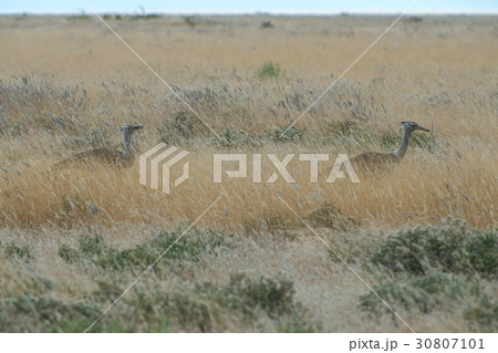 Kori bustard 30807101