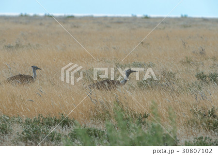Kori bustard 30807102
