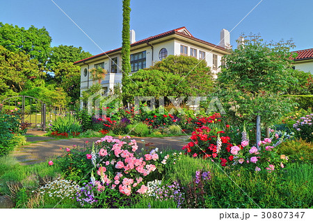 バラが咲き誇る 港の見える丘公園 バラが咲き誇る 港の見える丘公園 30807347