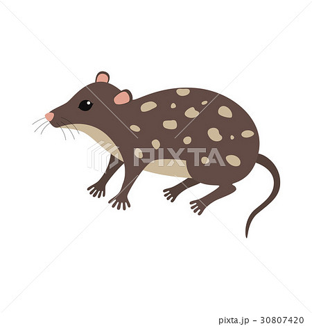 Standing Quoll animal cartoon character 30807420