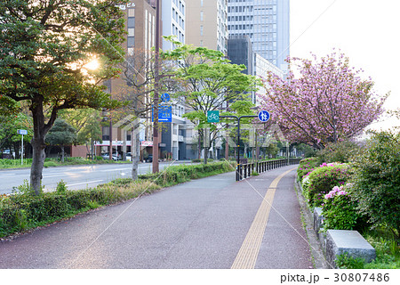 大濠公園堀側の八重桜並木　朝方 30807486