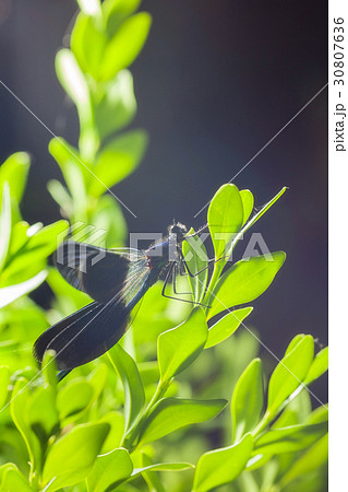 dragonfly dragonfly 30807636