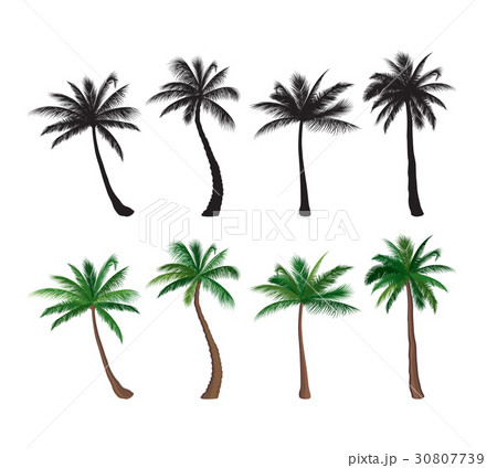 Palm tree set Nature floral design. Tropical plant 30807739
