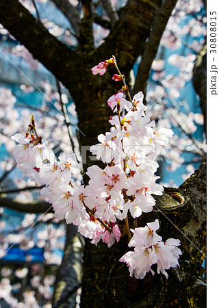 桜 30808015