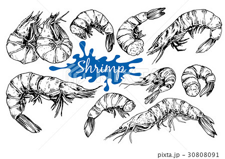 Seafood collection. Shrimp 30808091