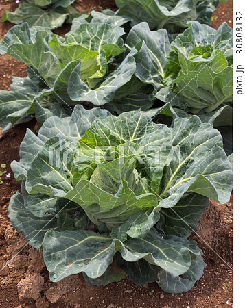 キャベツ畑 30808132