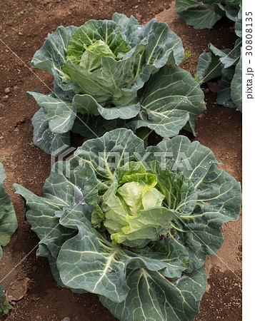 キャベツ畑 キャベツ畑 30808135