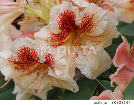 Rhododendron, flower of the gardens Rhododendron, flower of the gardens 30808144