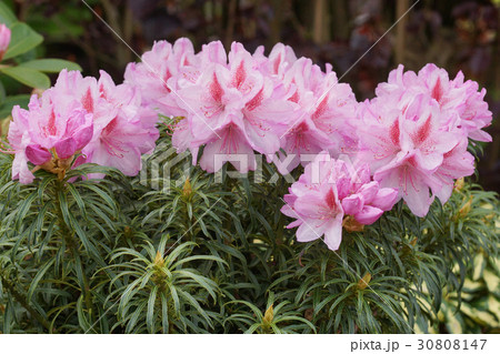 Rhododendron, flower of the gardens 30808147