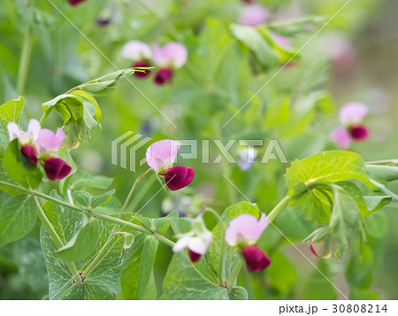 サヤエンドウの花の写真素材