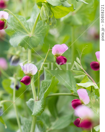 サヤエンドウの花の写真素材