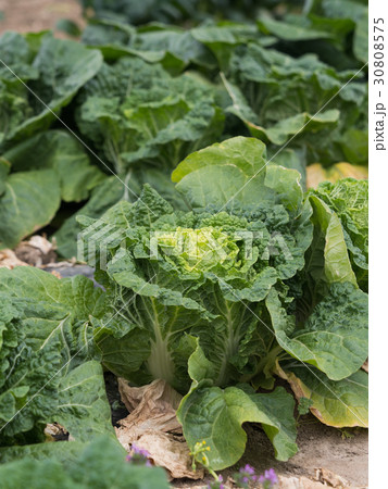 ハクサイ畑 30808575