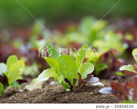 リーフレタス畑 リーフレタス畑 30808639