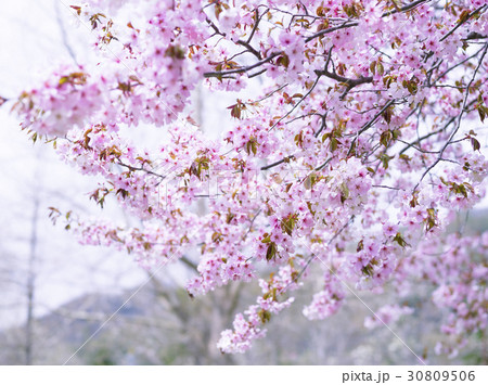 桜（ハイキー） 30809506