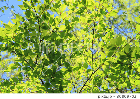 新緑 若葉 新緑 若葉 30809702