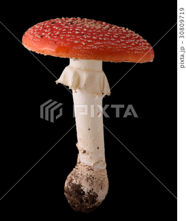 有毒の野生きのこ　黒バック撮影　ベニテングタケ 30809719