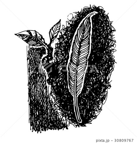 feather of bird doodle hand drawn 30809767