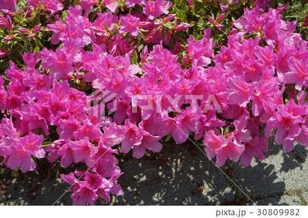 ツツジ花 桃色 ツツジ花 桃色 30809982