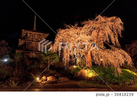 浄専寺しだれ桜ライトアップ 30810239