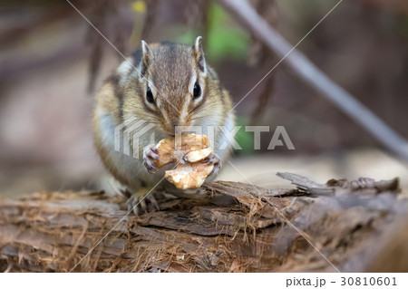 シマリス-Chipmunk シマリス-Chipmunk 30810601