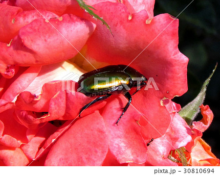 Or Yehuda Maybug in a rose 2012 Or Yehuda Maybug in a rose 2012 30810694