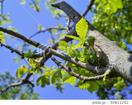 青葉　マロニエの木 30811202