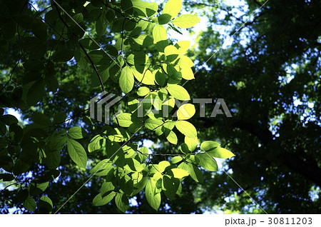 青葉の中で 30811203