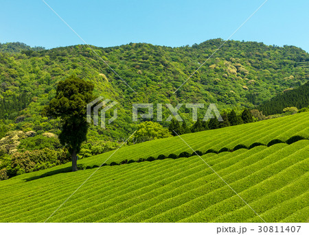 地下の茶山 地下の茶山 30811407