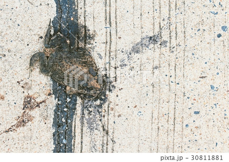 Frog, dead body. Frog, dead body. 30811881