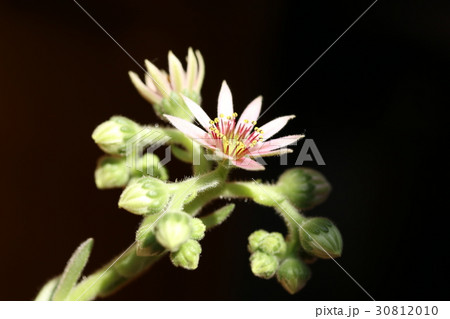 センペルビウム/P.フィディー センペルビウム/P.フィディー 30812010