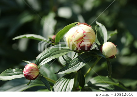 シャクヤクのつぼみ 30812016