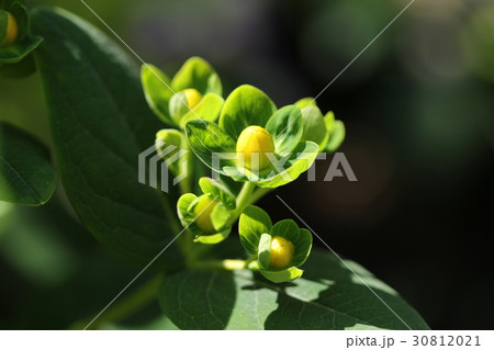 ヒペリカムのつぼみ ヒペリカムのつぼみ 30812021