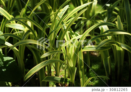 ヤブランの葉 ヤブランの葉 30812265